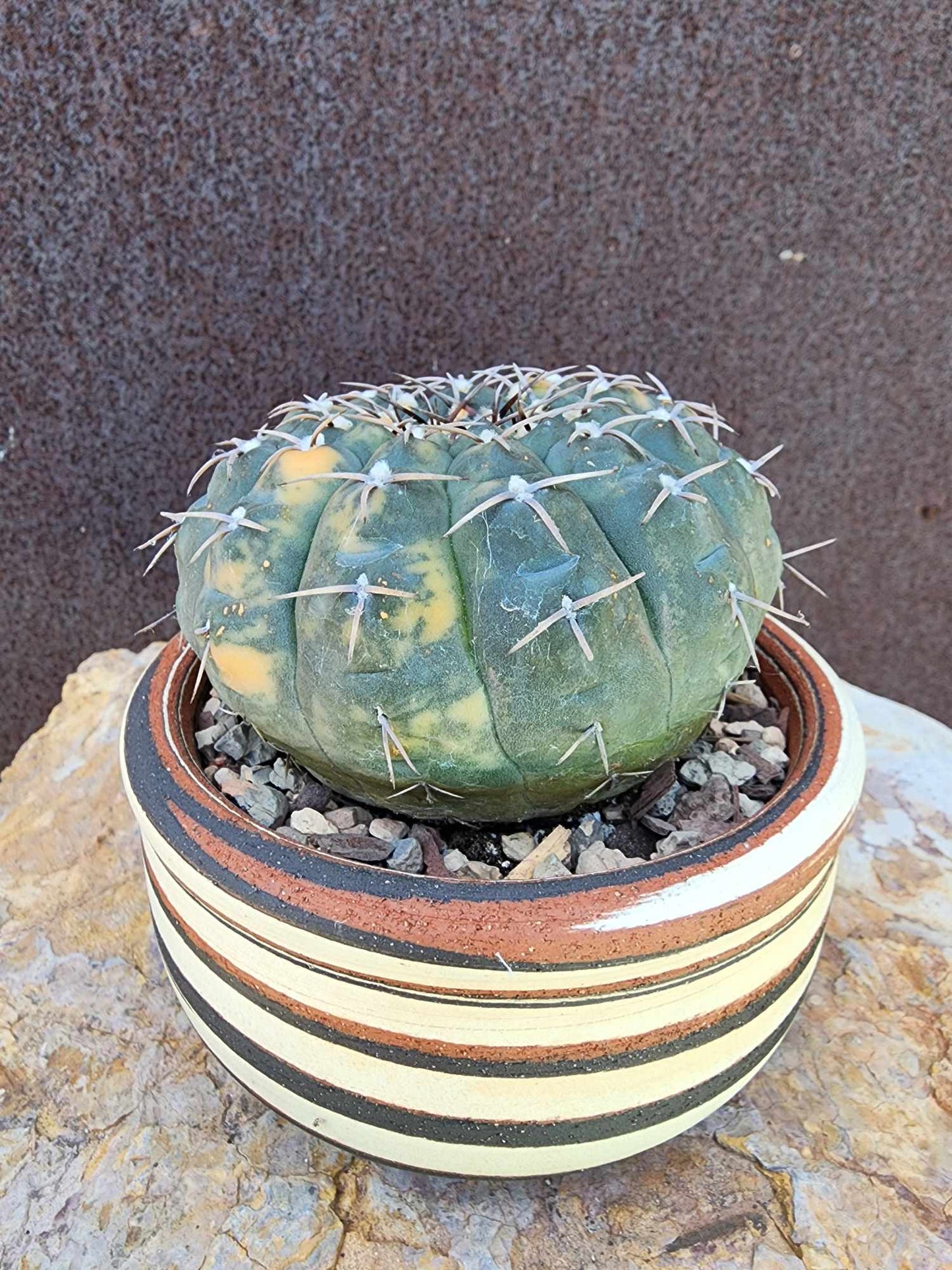 Gymnocalycium Ochoterenae variegata - Seed Grown