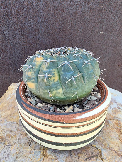 Gymnocalycium Ochoterenae variegata - Seed Grown