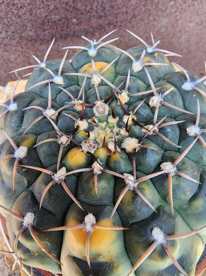 Gymnocalycium Ochoterenae variegata - Seed Grown