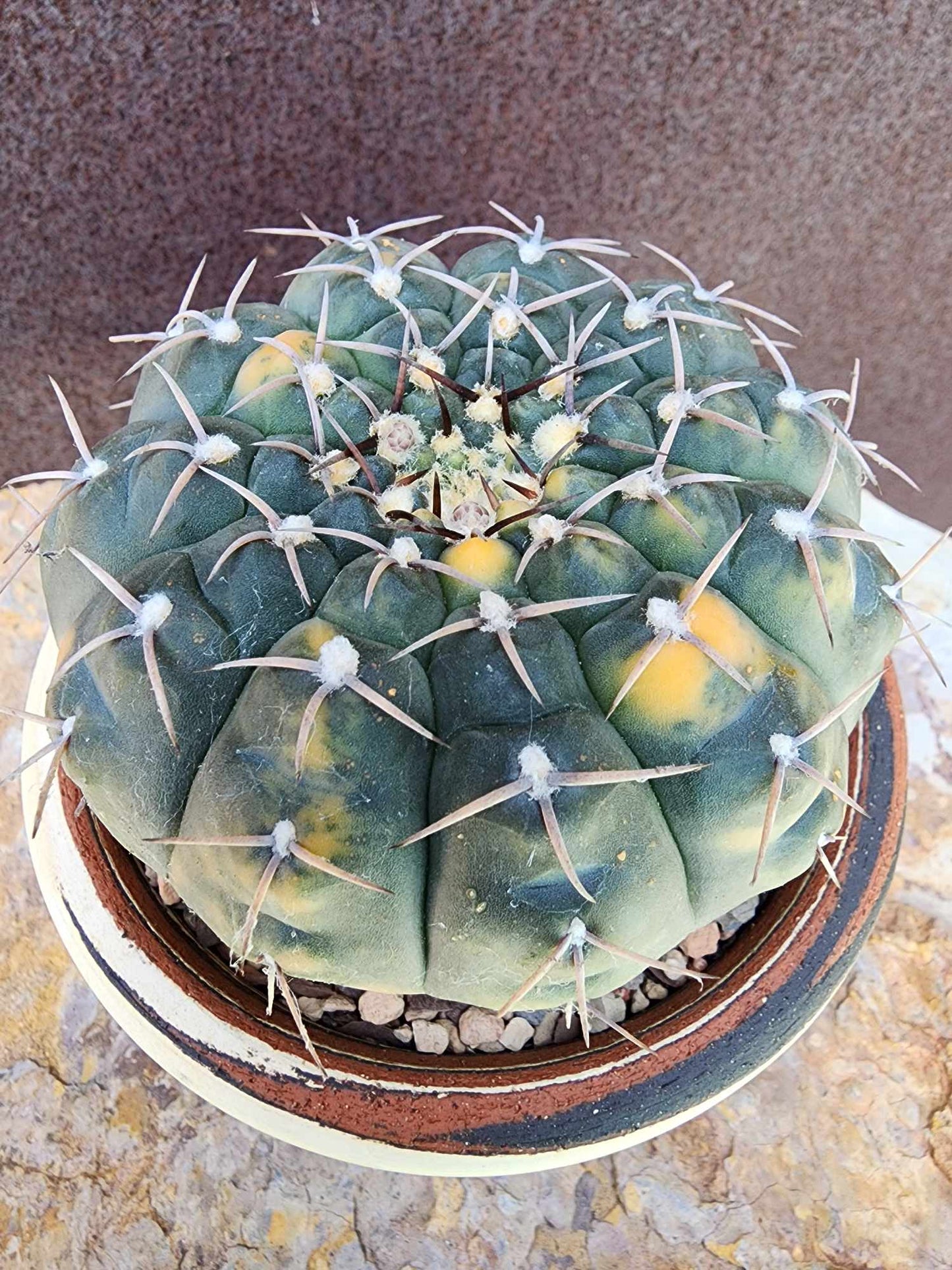 Gymnocalycium Ochoterenae variegata - Seed Grown