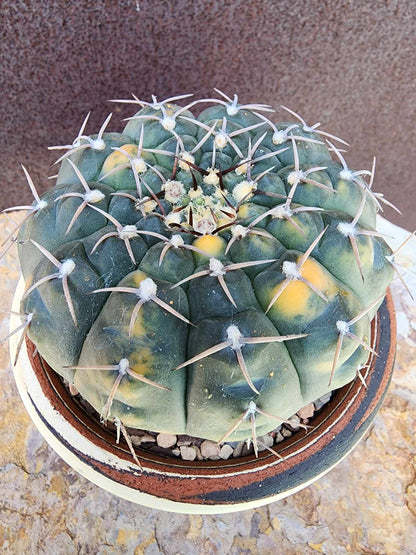 Gymnocalycium Ochoterenae variegata - Seed Grown
