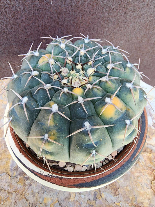 Gymnocalycium Ochoterenae variegata - Seed Grown