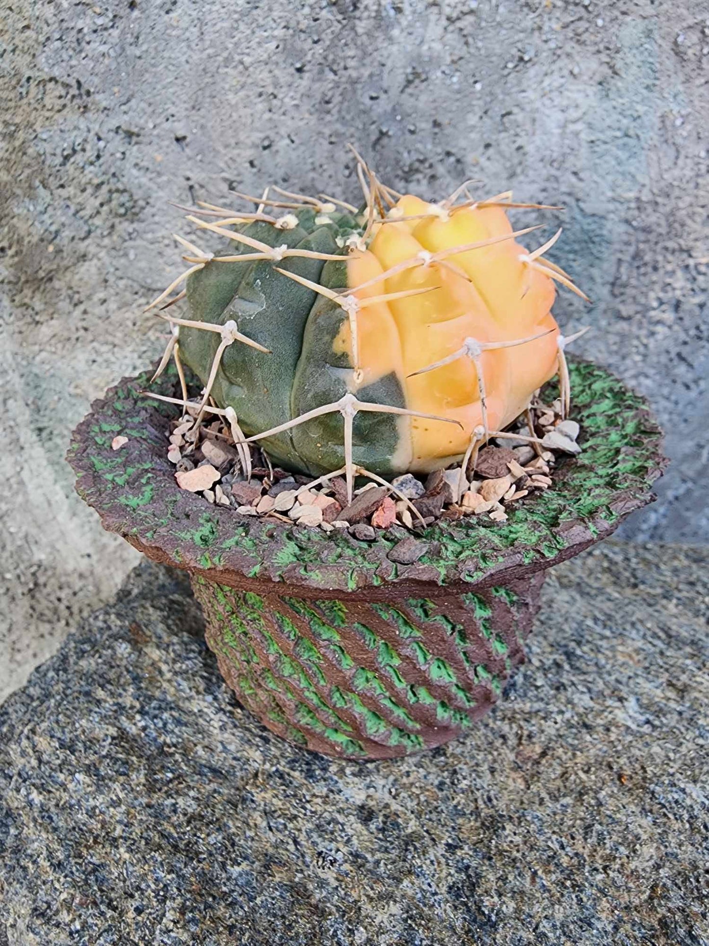 Gymnocalycium Ochoterenae variegata - Seed Grown