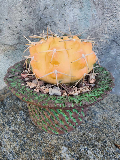 Gymnocalycium Ochoterenae variegata - Seed Grown
