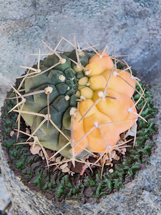 Gymnocalycium Ochoterenae variegata - Seed Grown