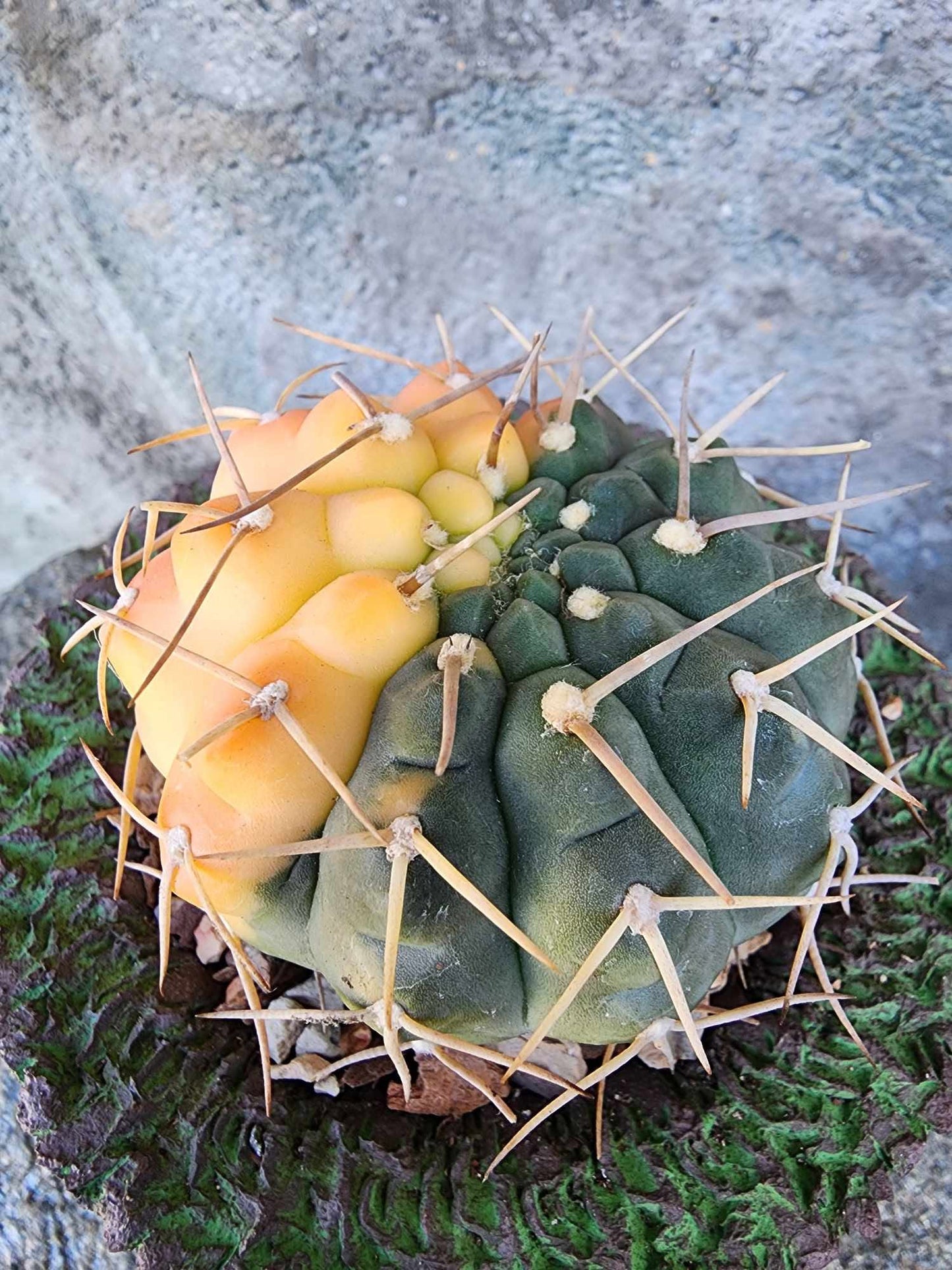 Gymnocalycium Ochoterenae variegata - Seed Grown