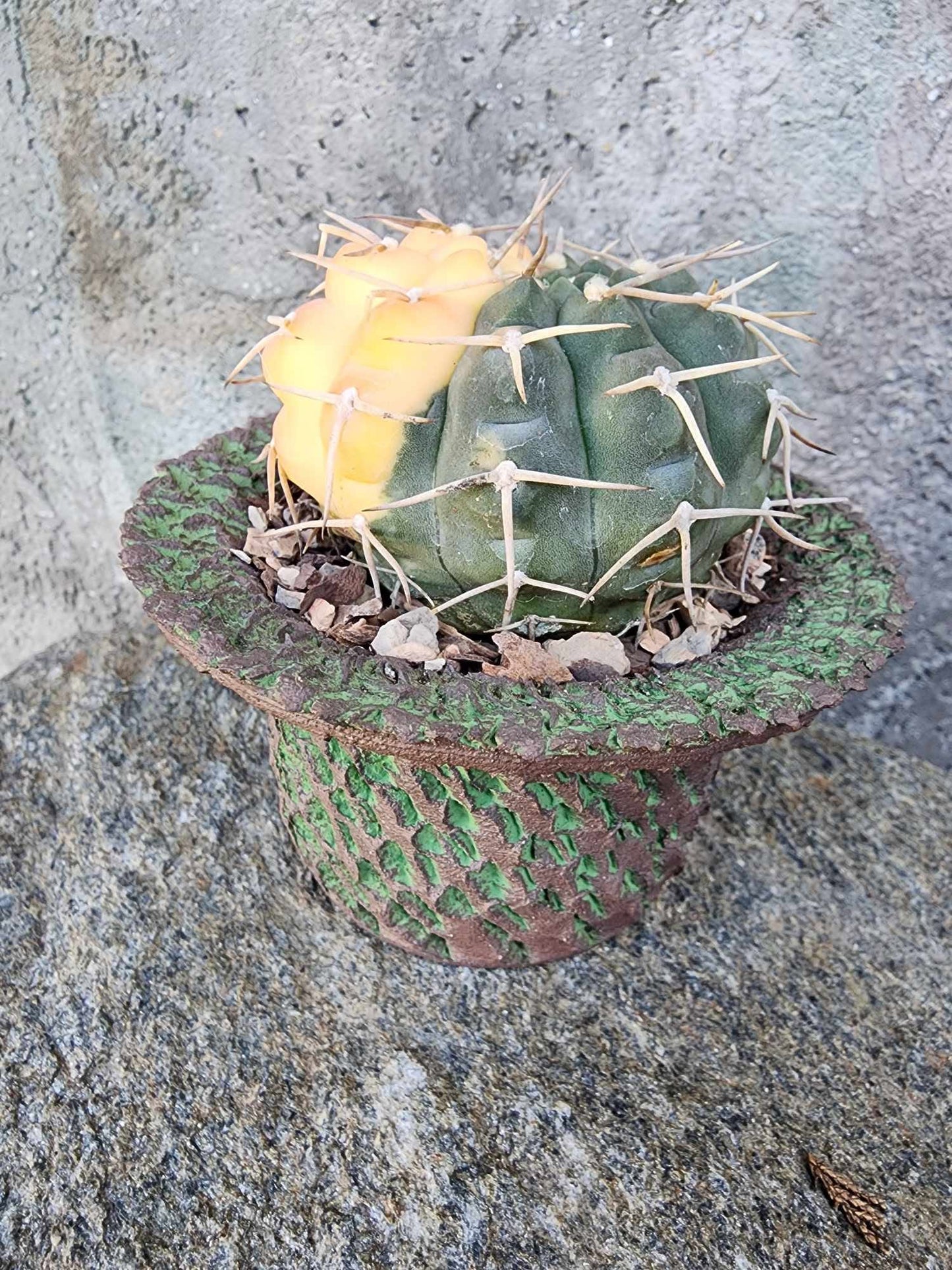 Gymnocalycium Ochoterenae variegata - Seed Grown
