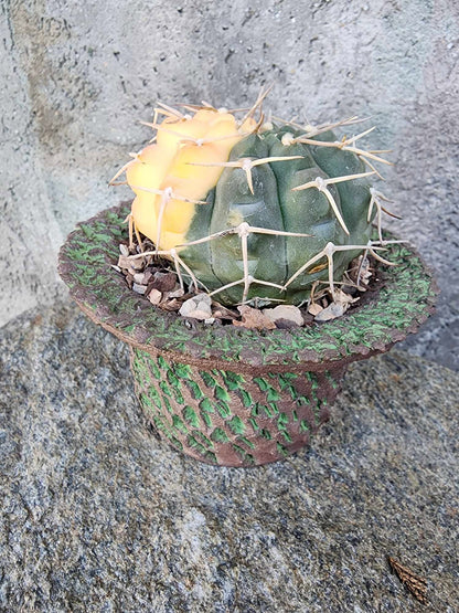 Gymnocalycium Ochoterenae variegata - Seed Grown