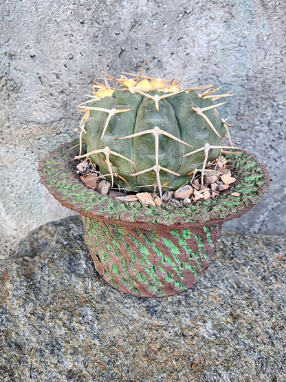 Gymnocalycium Ochoterenae variegata - Seed Grown