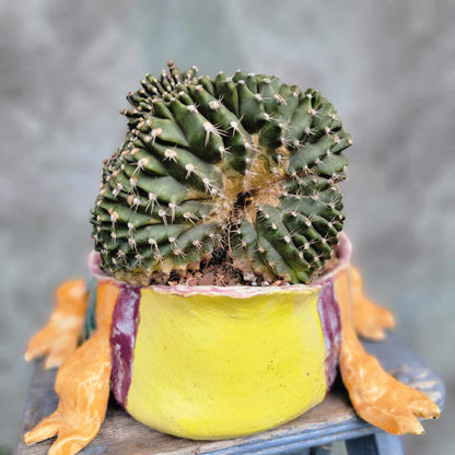 Gymnocalycium anisitsii subs. damsii f. cristatum