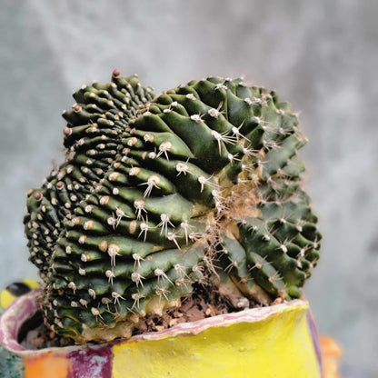 Gymnocalycium anisitsii subs. damsii f. cristatum