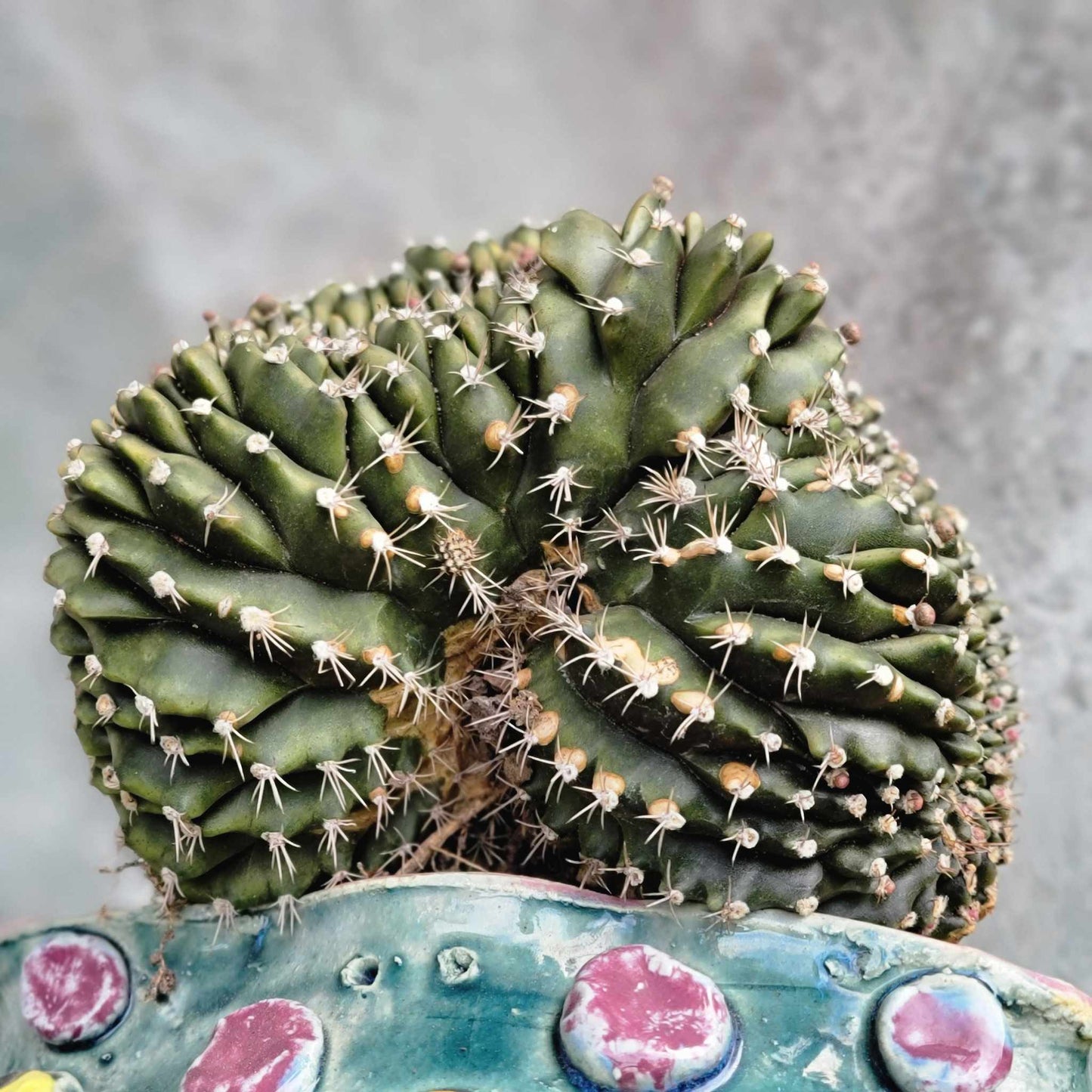 Gymnocalycium anisitsii subs. damsii f. cristatum