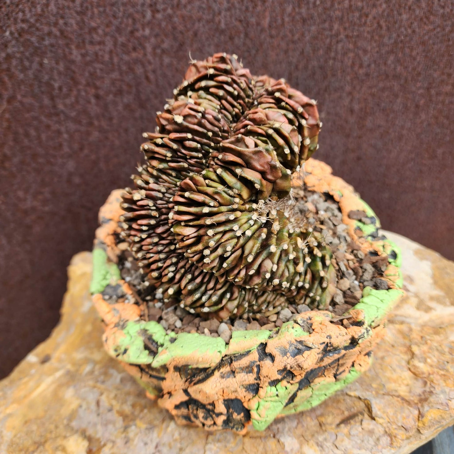 Gymnocalycium anisitsii subs. damsii f. cristatum (Last one!)