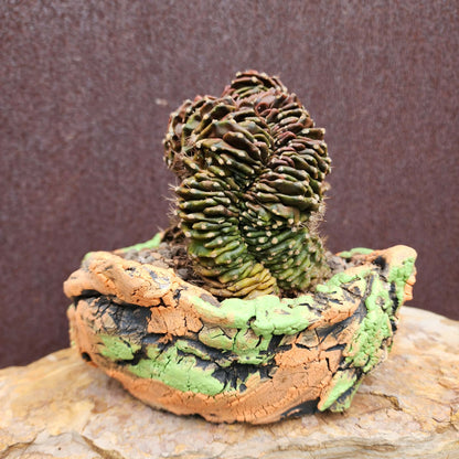 Gymnocalycium anisitsii subs. damsii f. cristatum (Last one!)