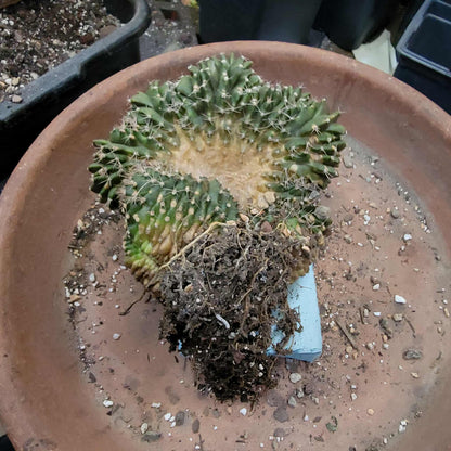 Gymnocalycium anisitsii subs. damsii f. cristatum