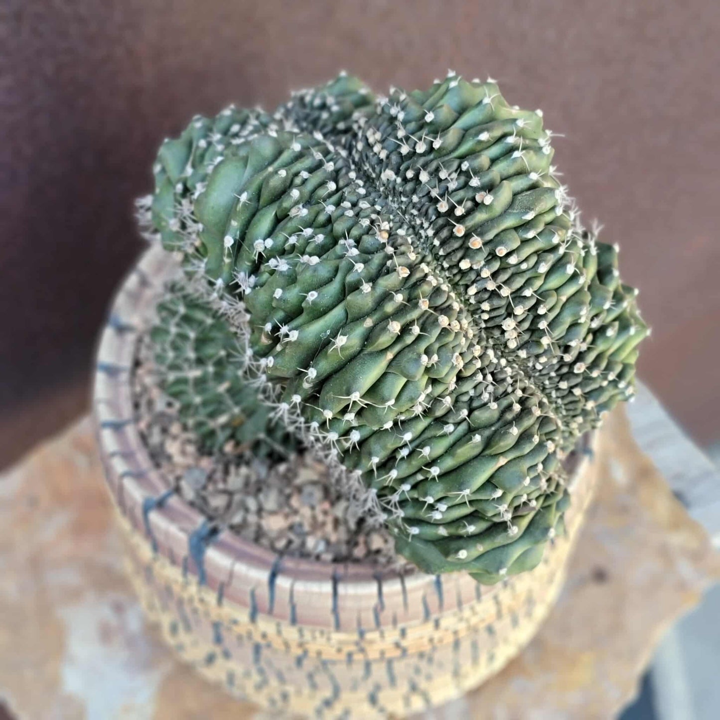 Gymnocalycium anisitsii subs. damsii f. cristatum