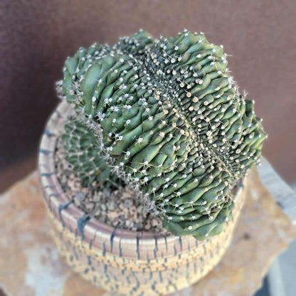 Gymnocalycium anisitsii subs. damsii f. cristatum