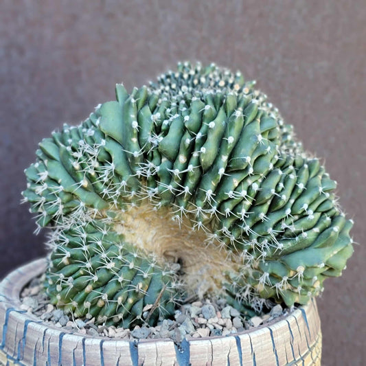 Gymnocalycium anisitsii subs. damsii f. cristatum