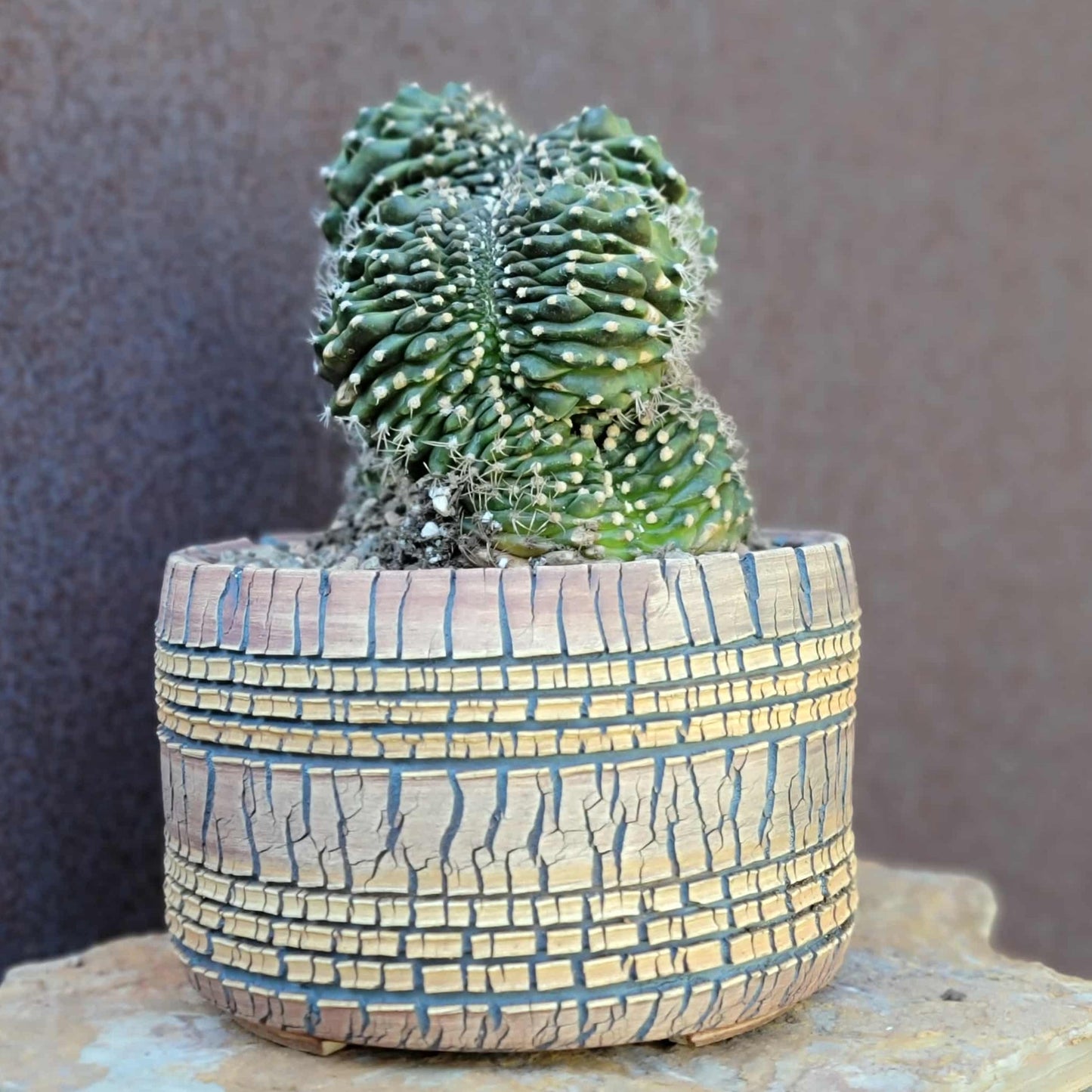 Gymnocalycium anisitsii subs. damsii f. cristatum