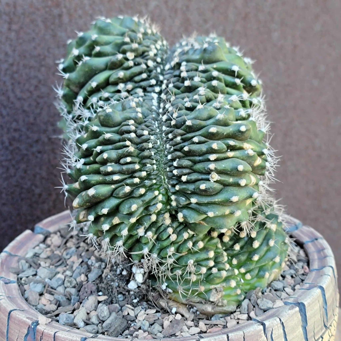 Gymnocalycium anisitsii subs. damsii f. cristatum