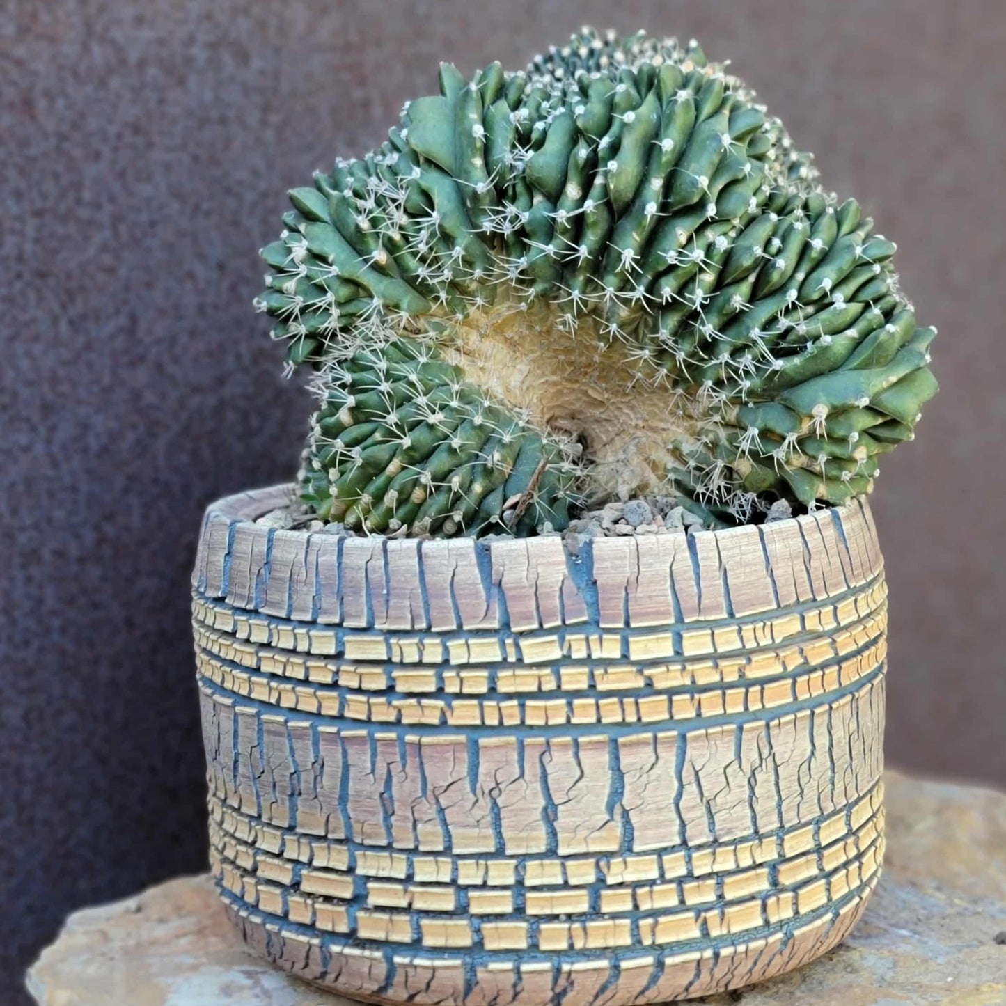 Gymnocalycium anisitsii subs. damsii f. cristatum