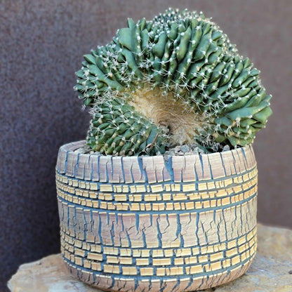 Gymnocalycium anisitsii subs. damsii f. cristatum
