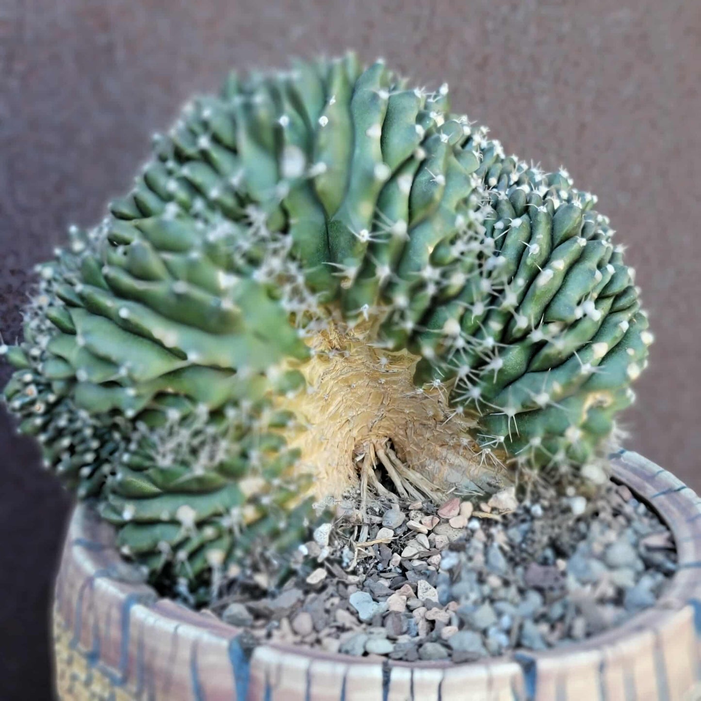 Gymnocalycium anisitsii subs. damsii f. cristatum
