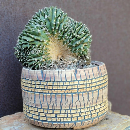 Gymnocalycium anisitsii subs. damsii f. cristatum