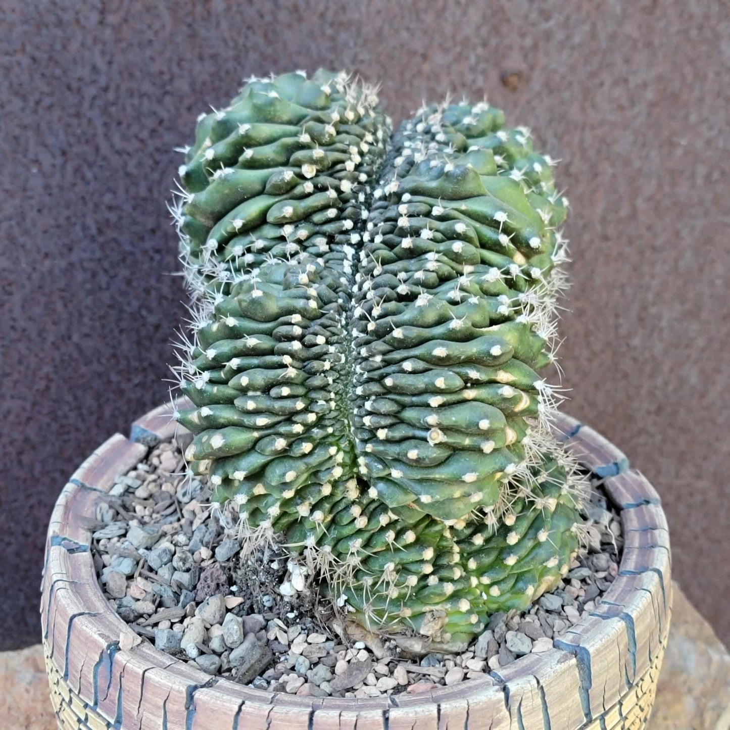 Gymnocalycium anisitsii subs. damsii f. cristatum