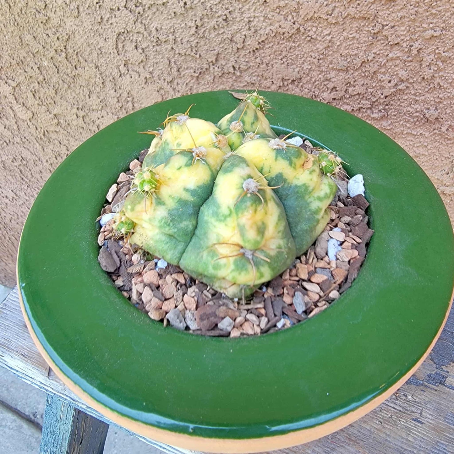 Gymnocalycium buenekeri varigated