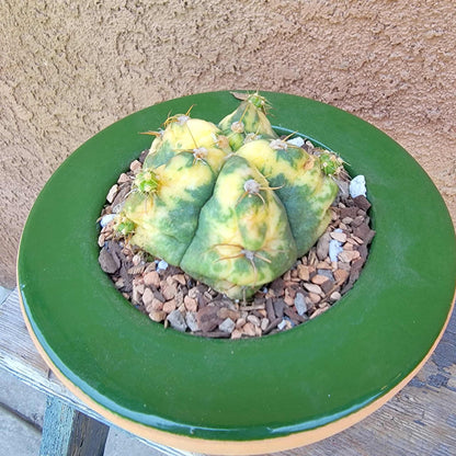 Gymnocalycium buenekeri varigated