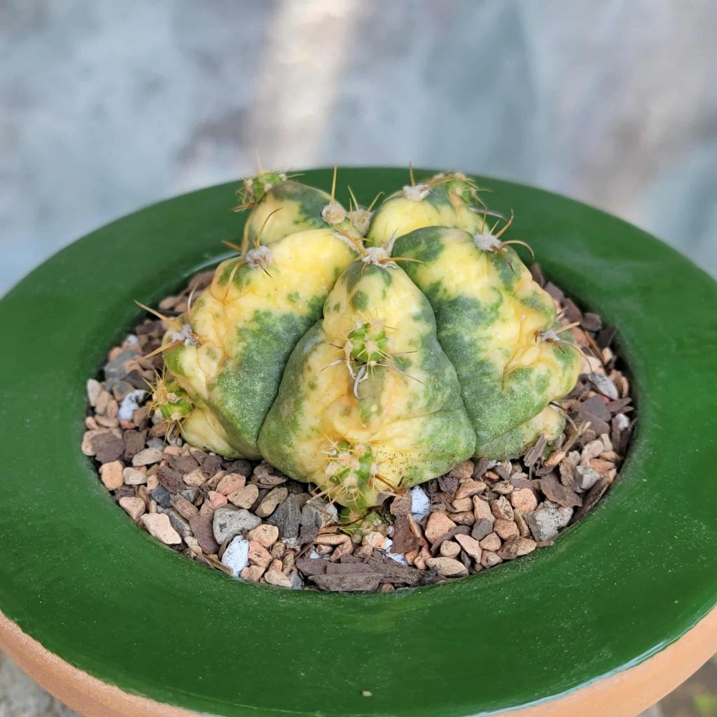 Gymnocalycium buenekeri varigated