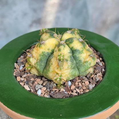 Gymnocalycium buenekeri varigated