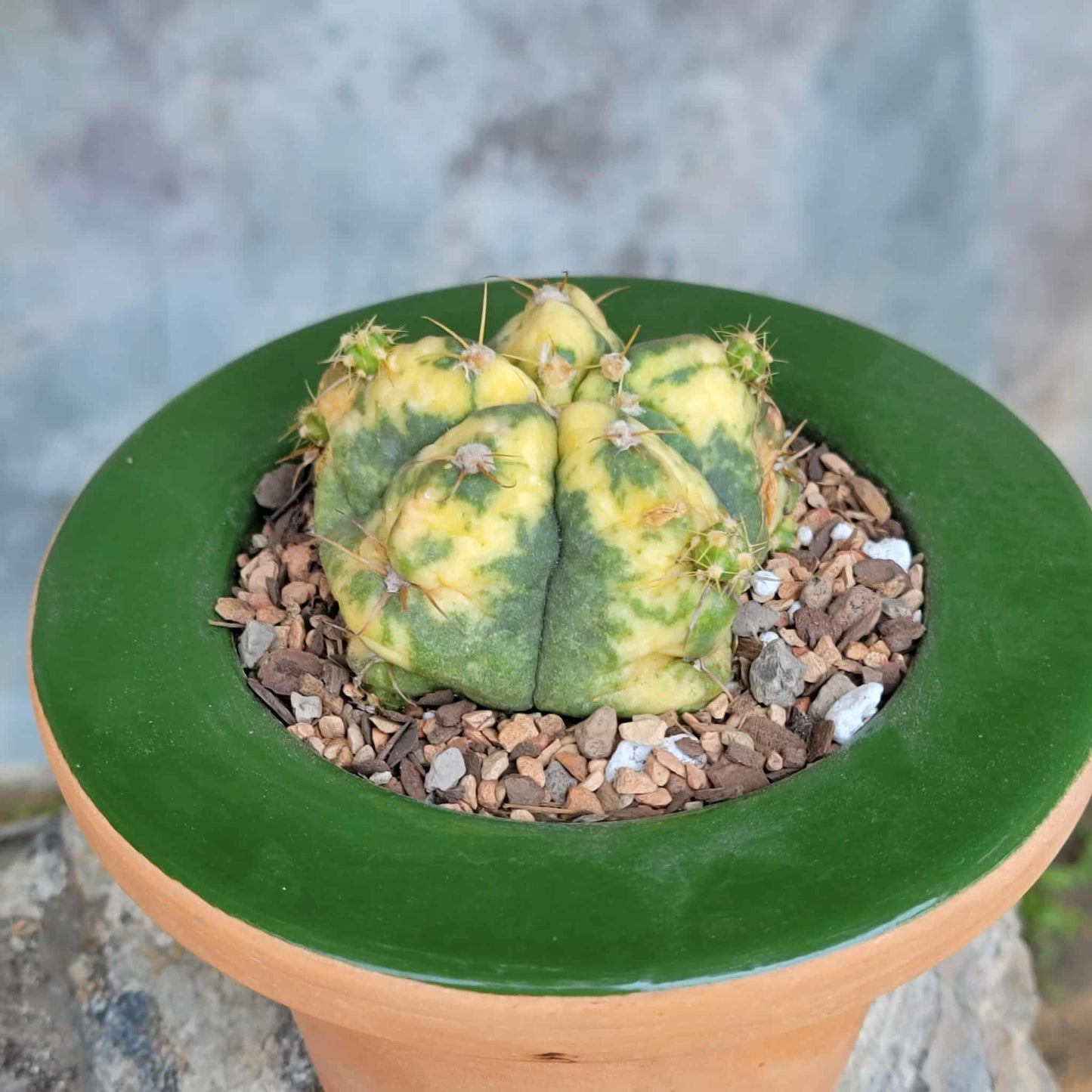 Gymnocalycium buenekeri varigated