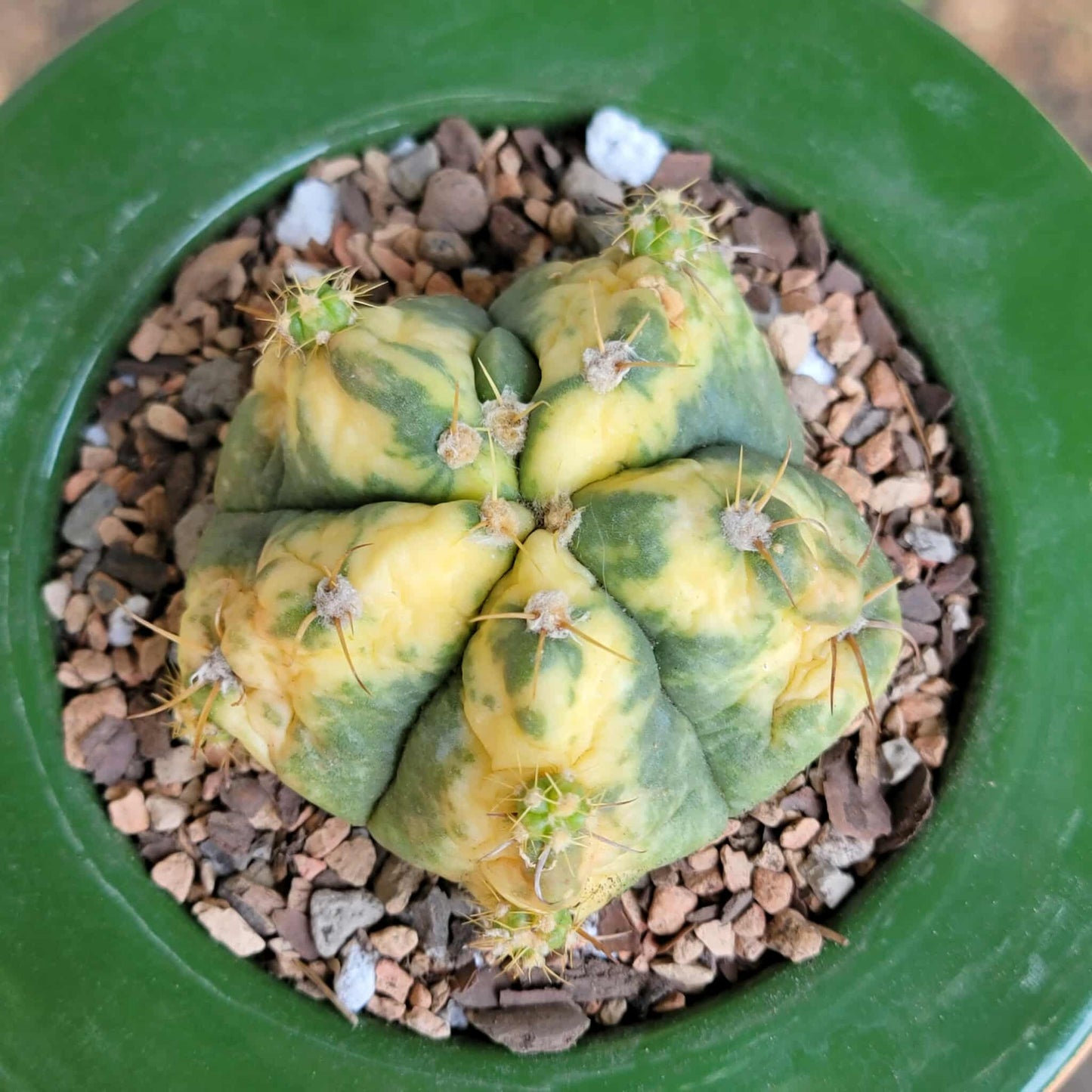 Gymnocalycium buenekeri varigated