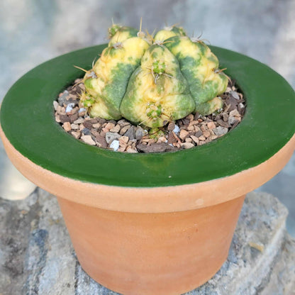 Gymnocalycium buenekeri varigated