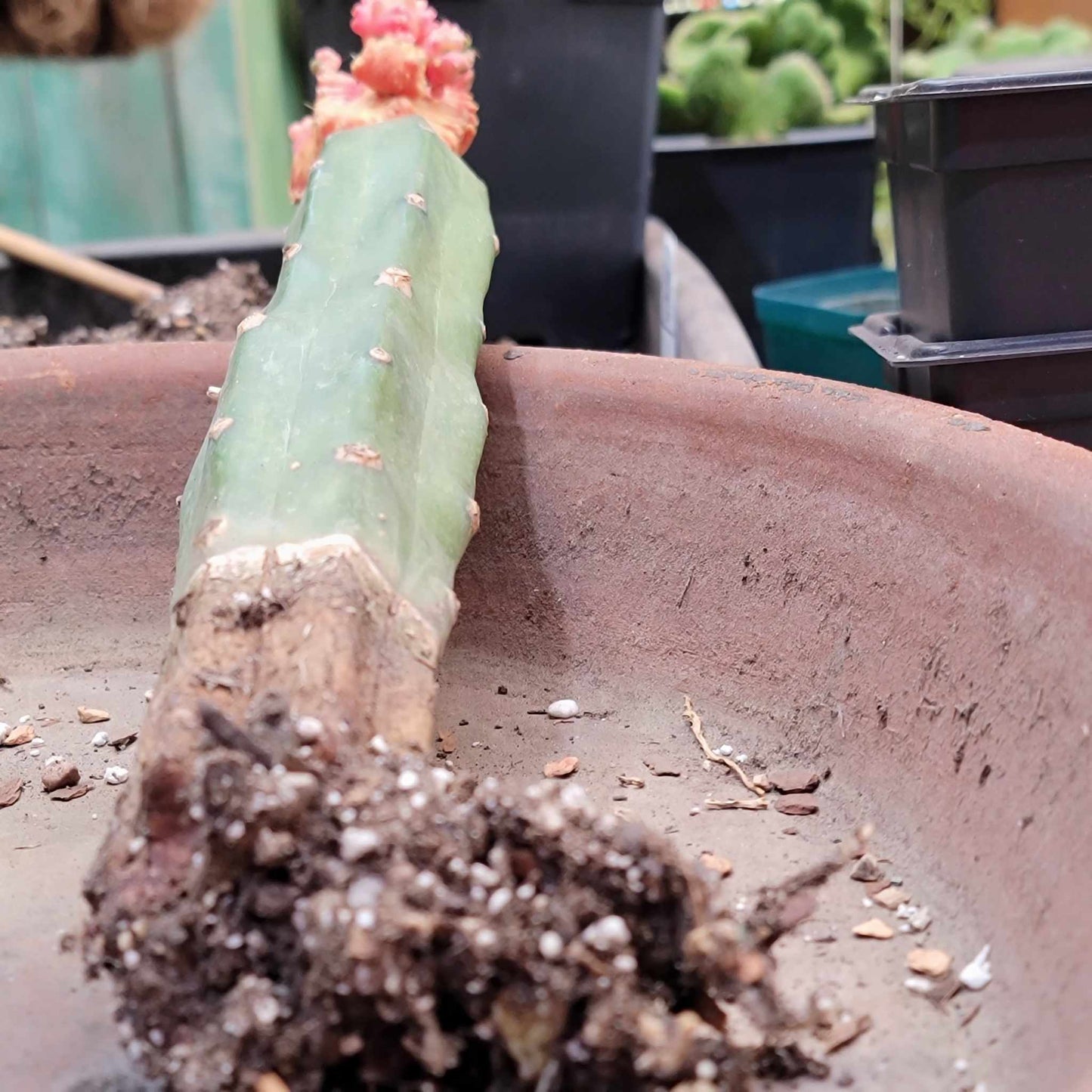 Gymnocalycium cv. Kikko monstruoso  f. variegata (Pink)