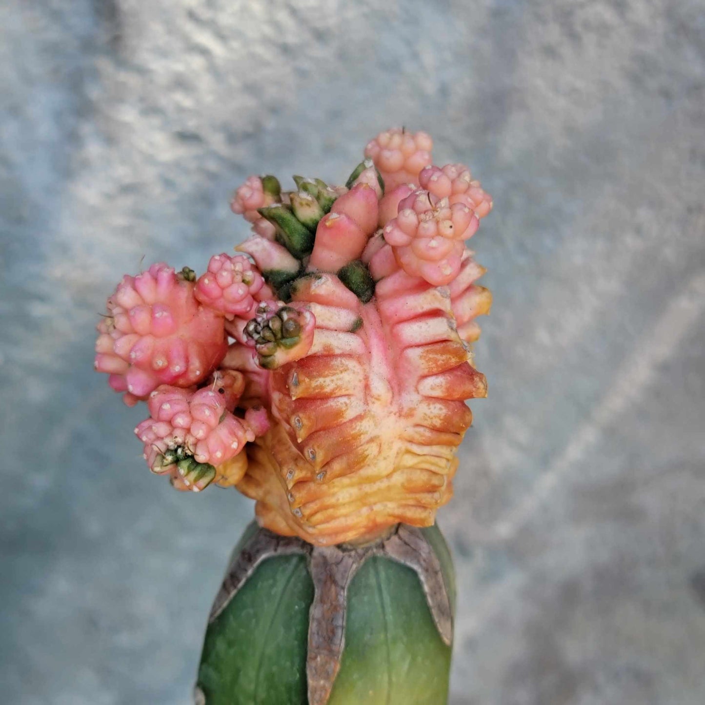 Gymnocalycium cv. Kikko monstruoso  f. variegata (Pink)