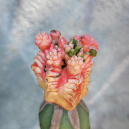 Gymnocalycium cv. Kikko monstruoso  f. variegata (Pink)