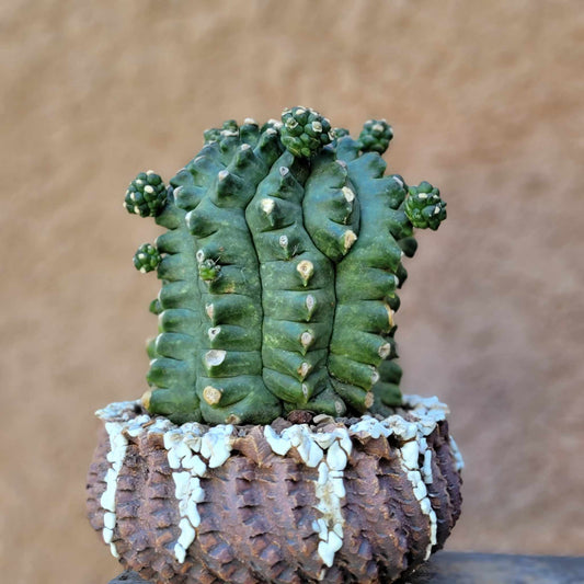 Gymnocalycium inermis cv kikko - Emerald