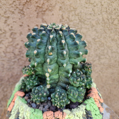 Gymnocalycium inermis cv kikko Emerald - XL