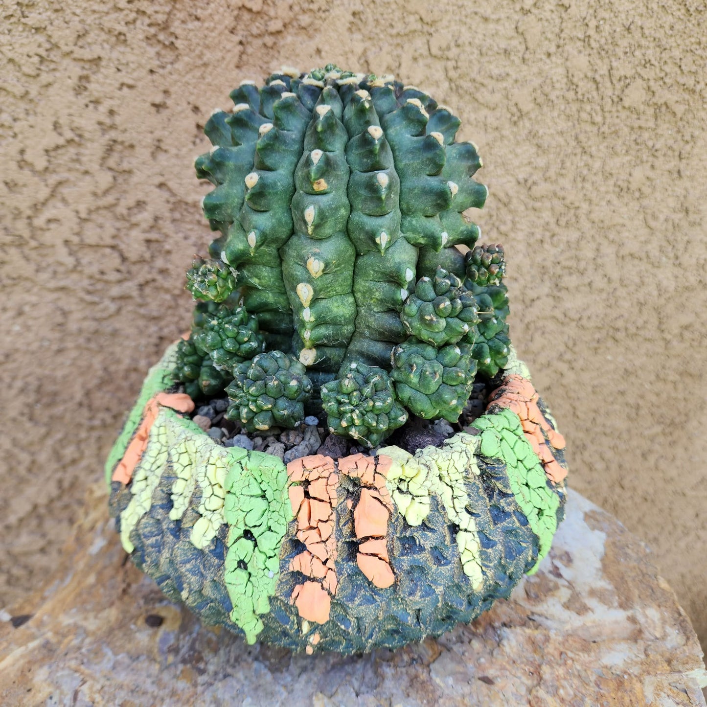 Gymnocalycium inermis cv kikko Emerald - XL