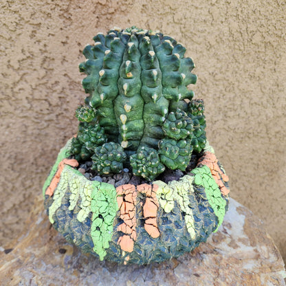 Gymnocalycium inermis cv kikko Emerald - XL