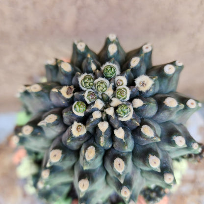 Gymnocalycium inermis cv kikko Emerald - XL