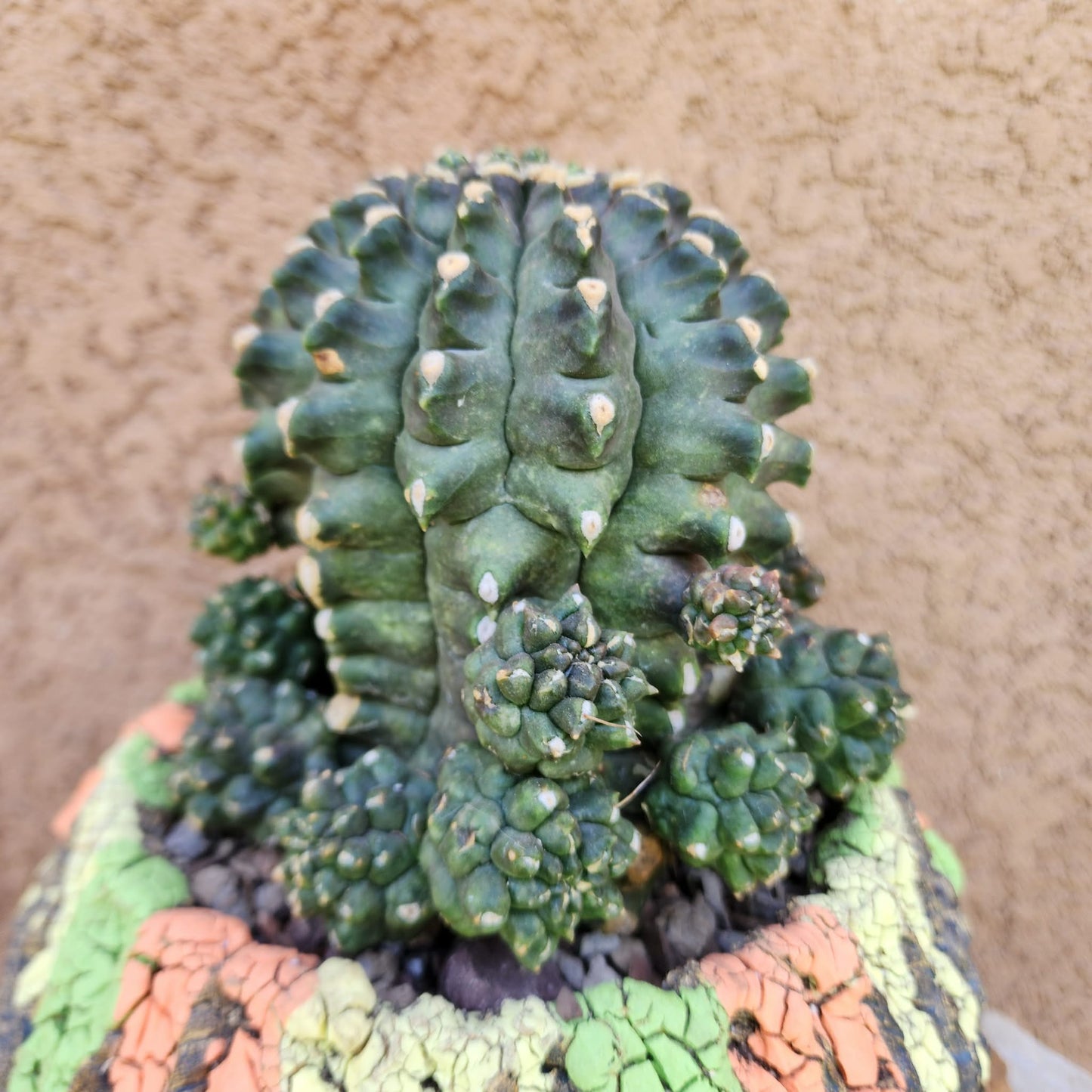 Gymnocalycium inermis cv kikko Emerald - XL