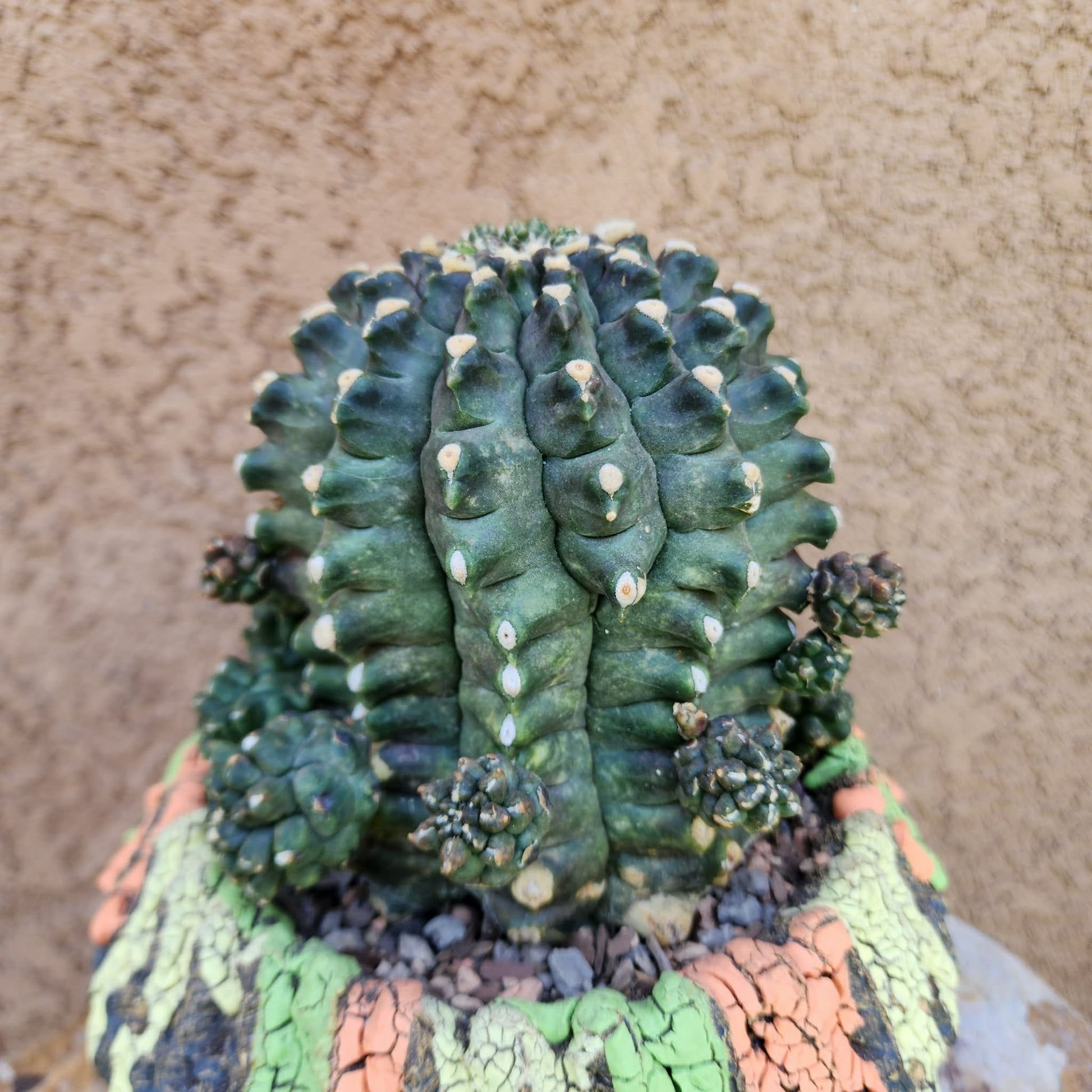 Gymnocalycium inermis cv kikko Emerald - XL collector cactus specimen