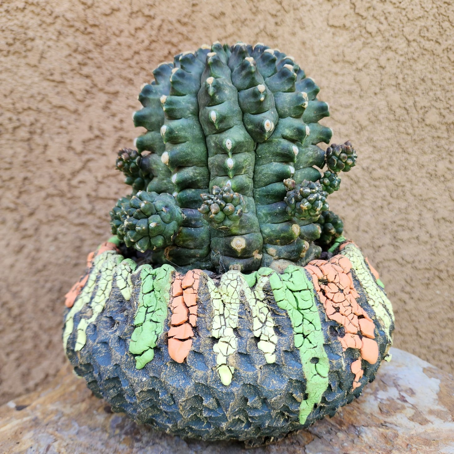 Gymnocalycium inermis cv kikko Emerald - XL