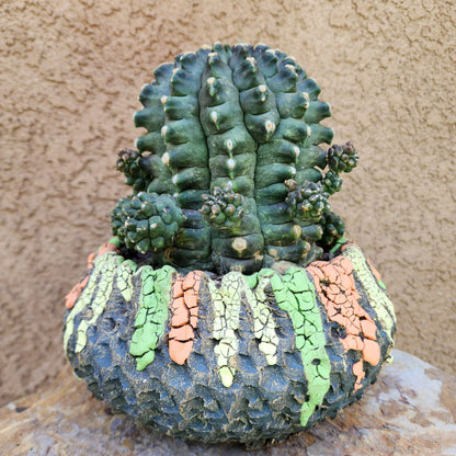 Gymnocalycium inermis cv kikko Emerald - XL