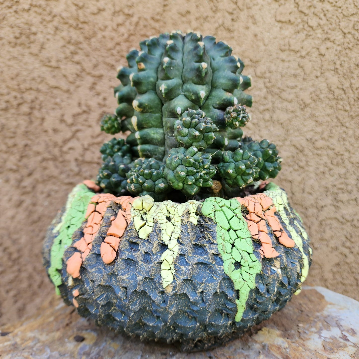 Gymnocalycium inermis cv kikko Emerald - XL
