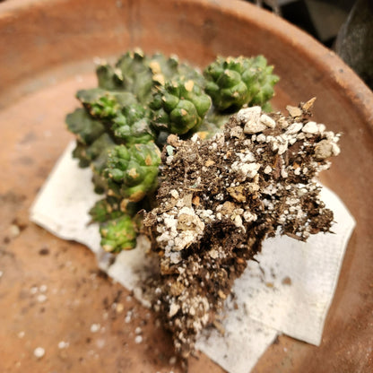 Gymnocalycium inermis cv kikko Emerald - XL